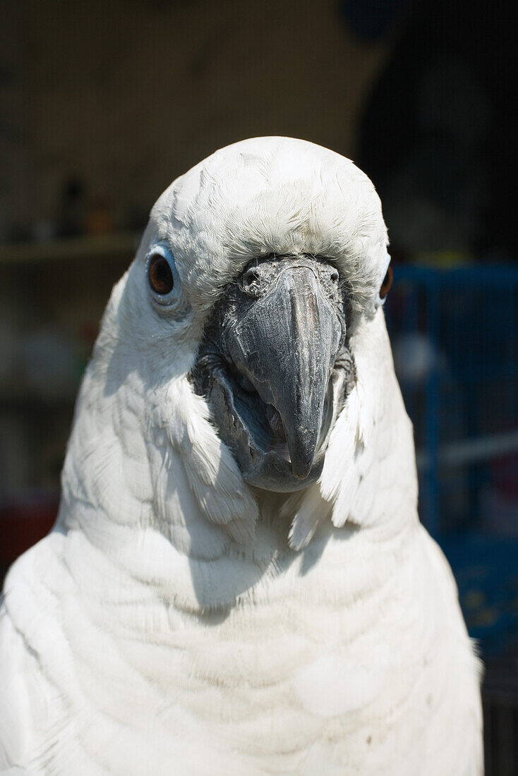 White parrot, close-up