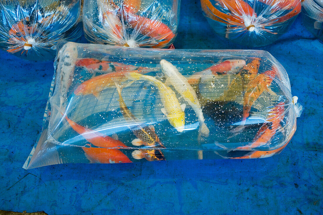 Koi carp in plastic bags