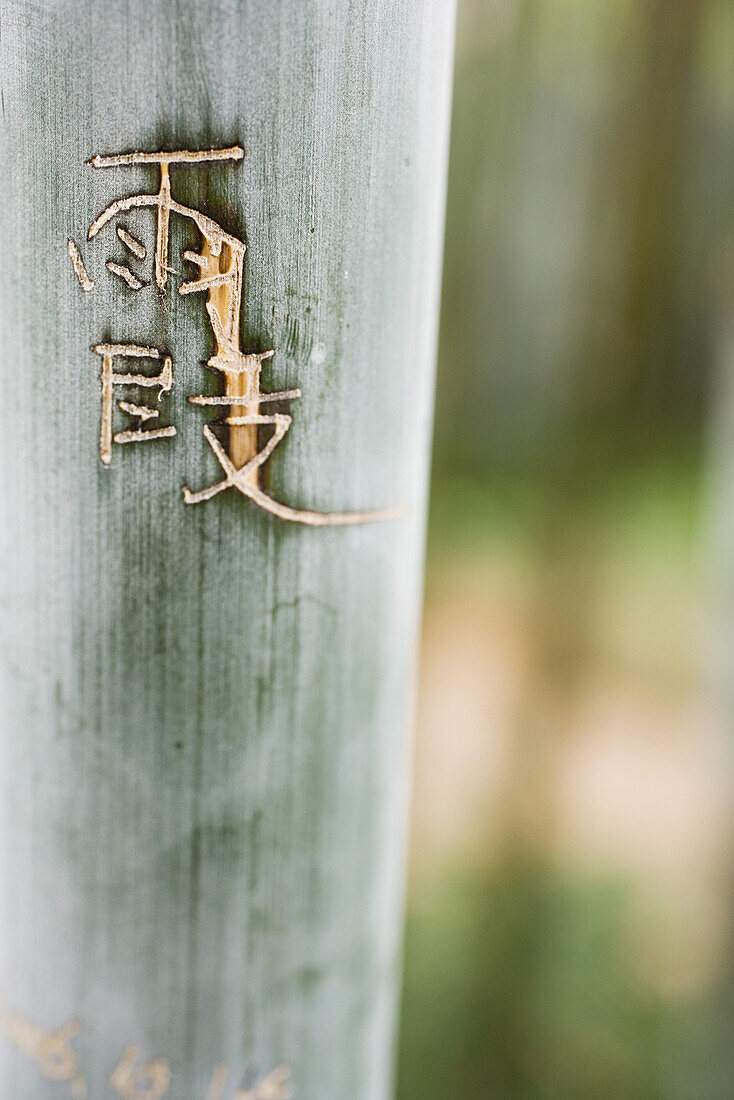 Chinese characters carved into bamboo, close-up