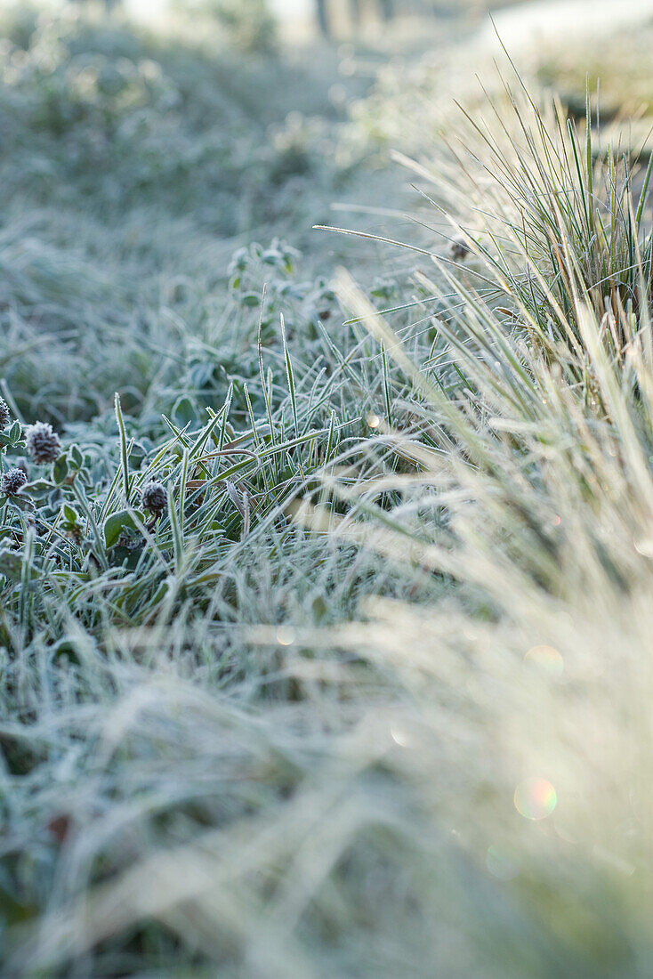 Frost-covered vegetation