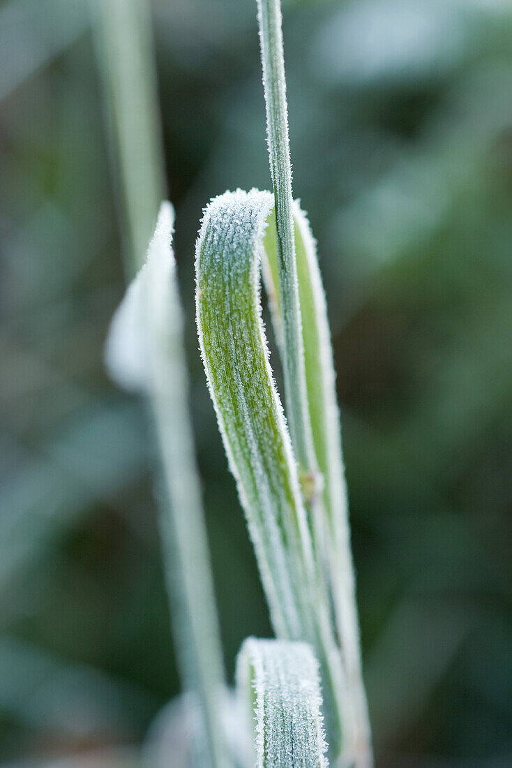 Frost-covered blade of grass
