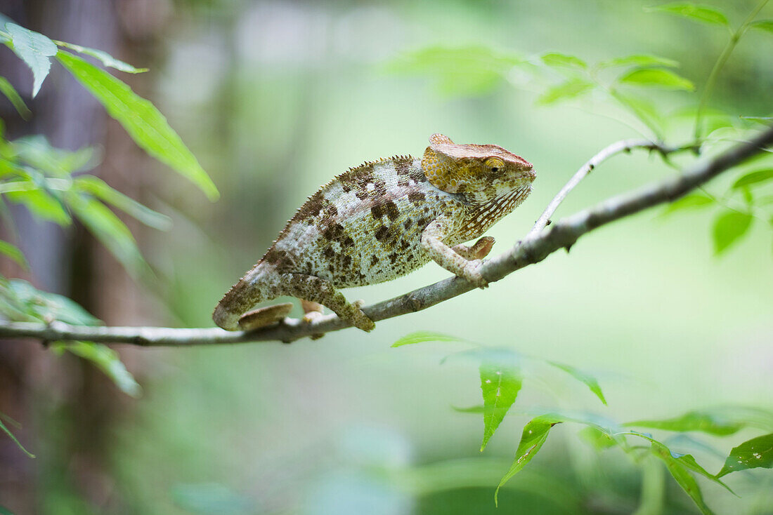 Chameleon resting on branch, side view