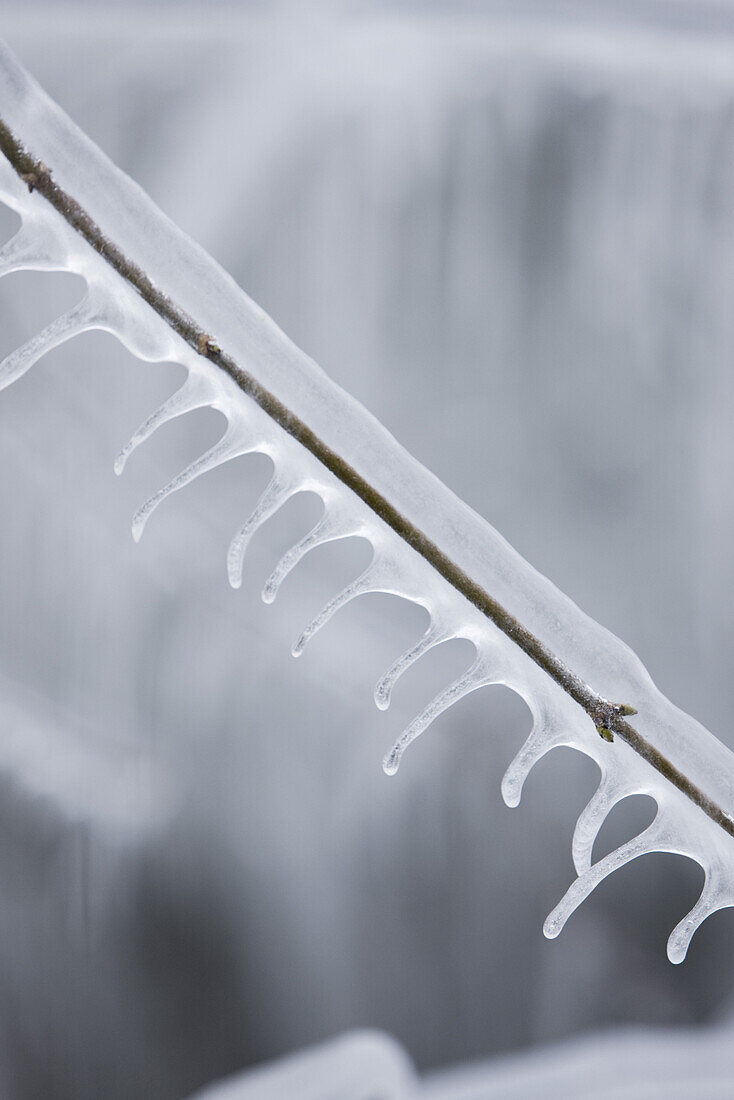 Icicles hanging from twig