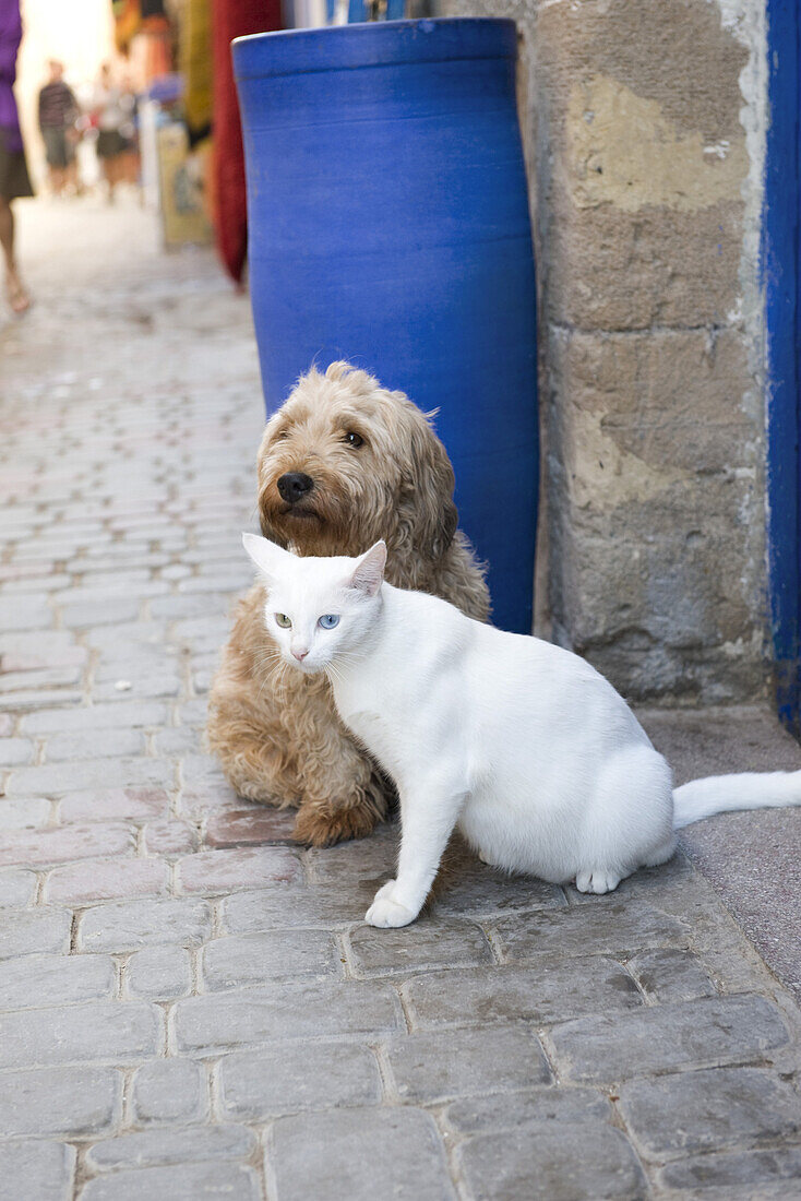 Cat and dog sitting together on sidewalk