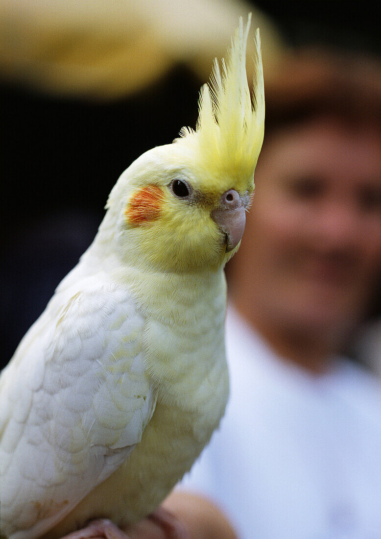 Parakeet,  person blurred in background.