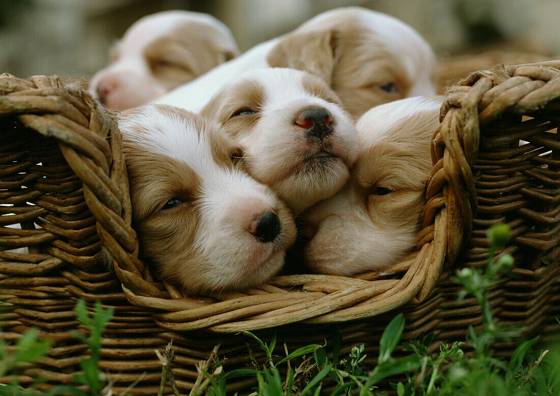 Spaniel puppies in a basket.