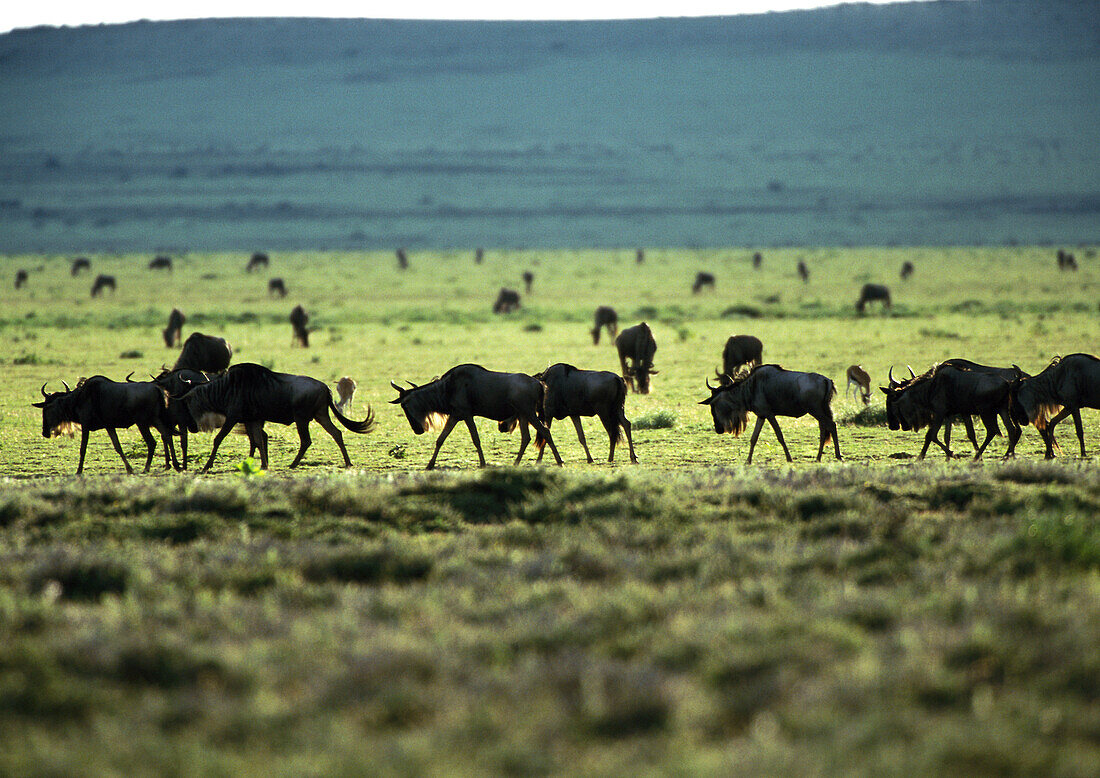 Africa, Tanzania, Blue Wildebeests (Connochaetes taurinus) on grassy plain