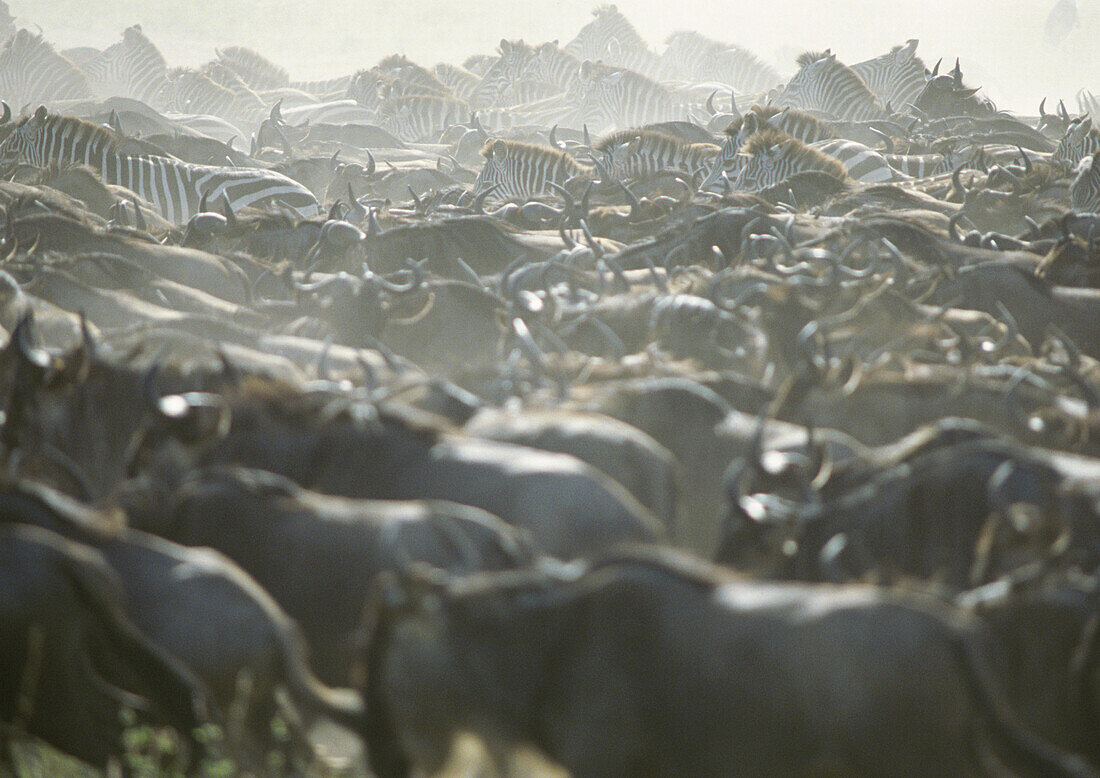 Africa, Tanzania, Blue Wildebeests (Connochaetes taurinus) and Plains Zebras (Equus quagga)