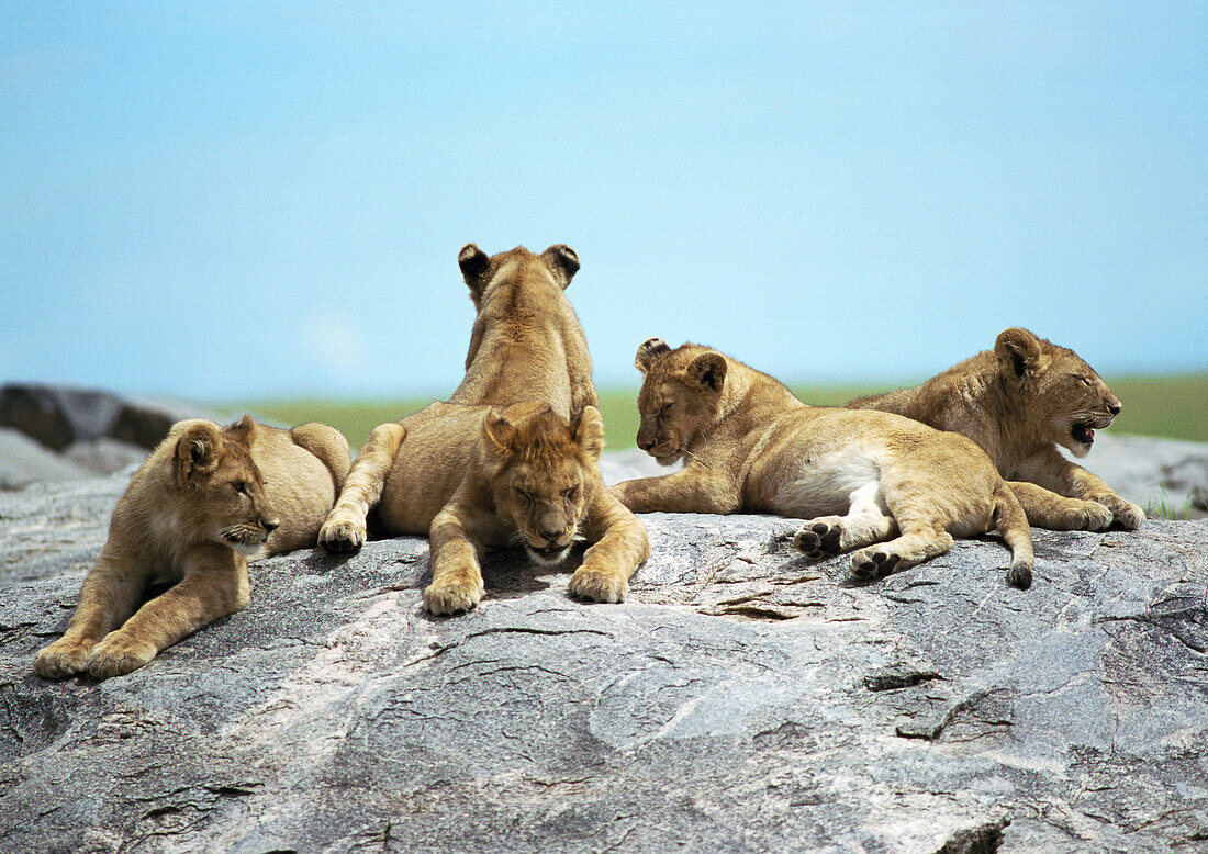 Lion cubs (Panthera leo) lying on rock