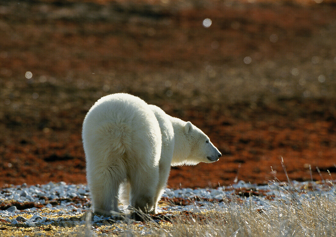 Polar Bear (Ursus maritimus), rear view