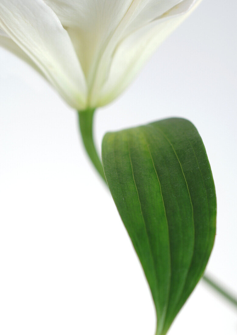 Lily, close-up