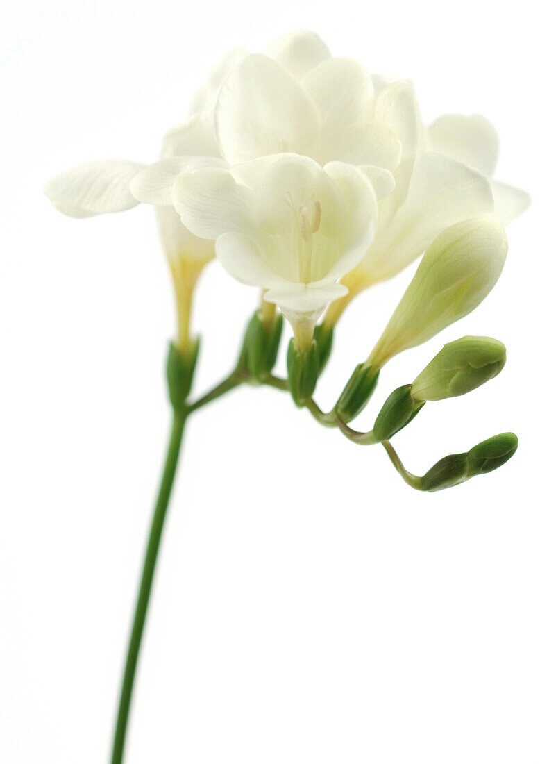 Freesia