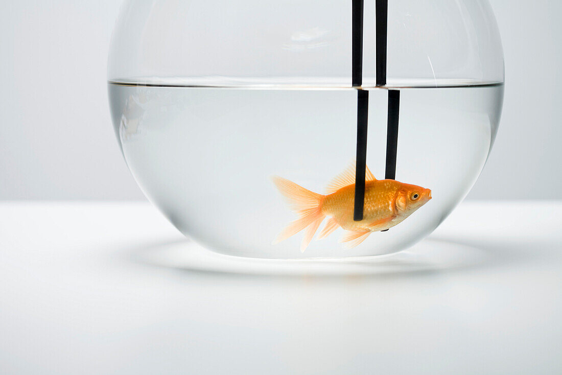 Goldfish in fishbowl caught by pair of chopsticks
