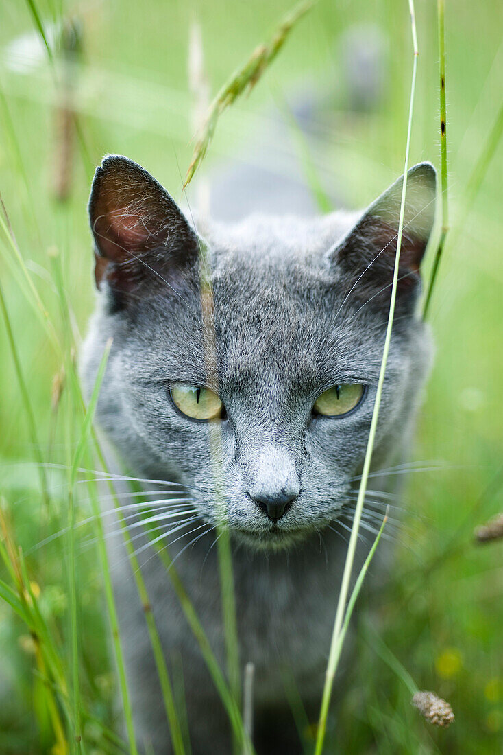 Cat walking through grass, staring at camera