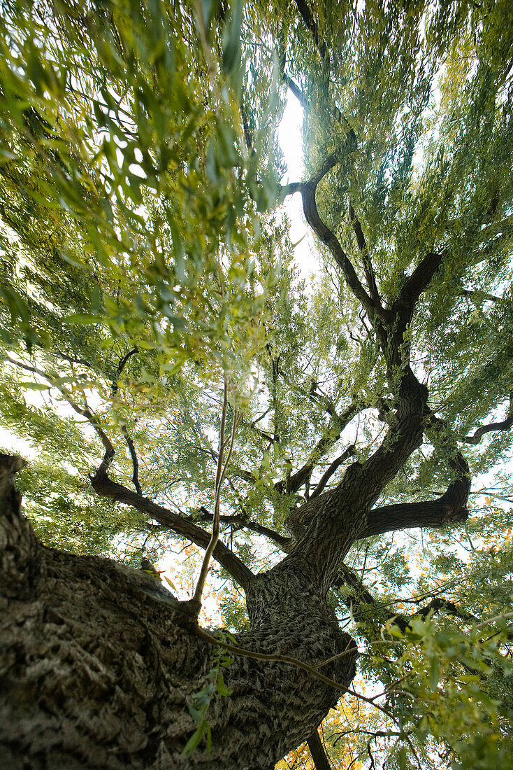 Low angle view of tree