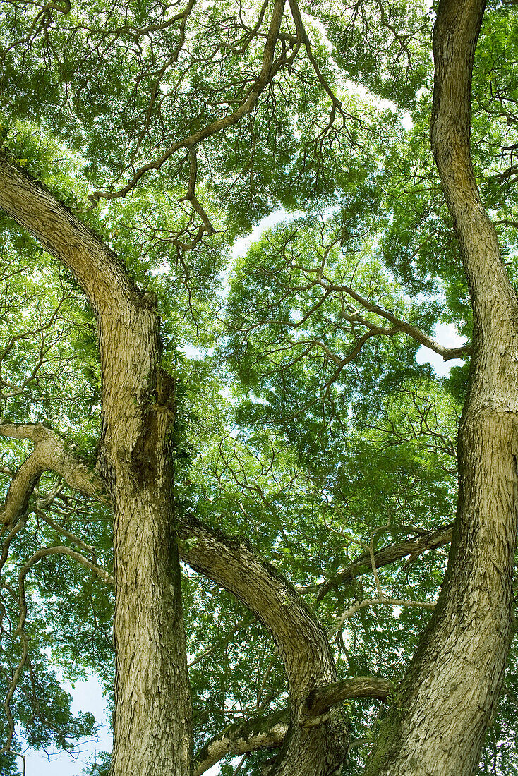 Twisted tree trunks