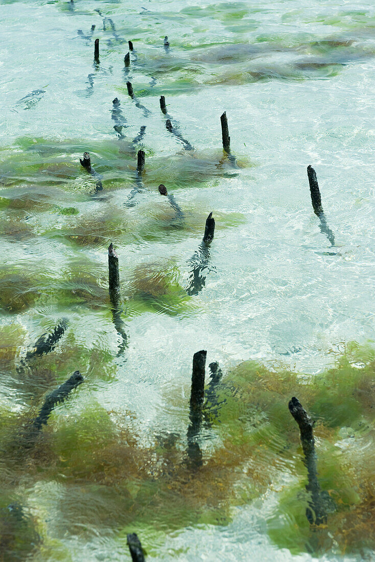 Seaweed farm, wooden stakes sticking out of shallow water
