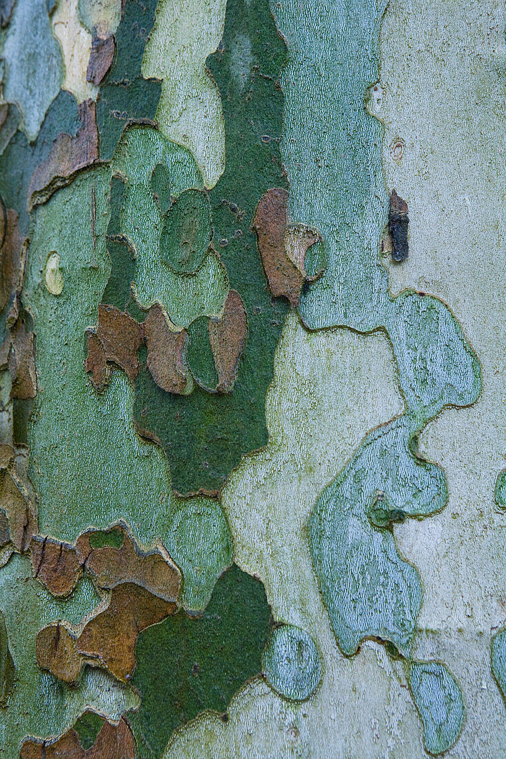 Colorful bark of sycamore tree