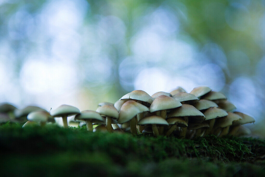 Large cluster of mushrooms growing on moss, selective focus
