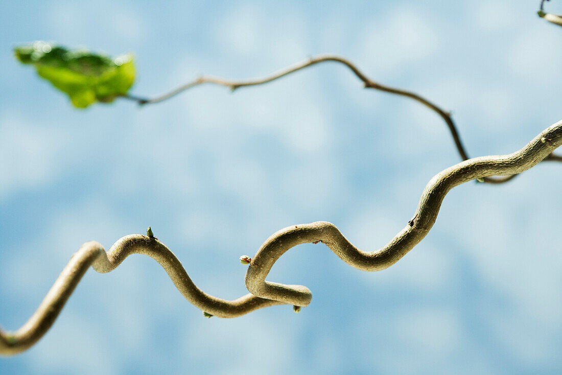 Gnarled branch with small flower buds, close-up