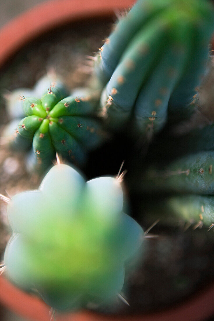 Cacti in flower pot, directly overhead, selective focus