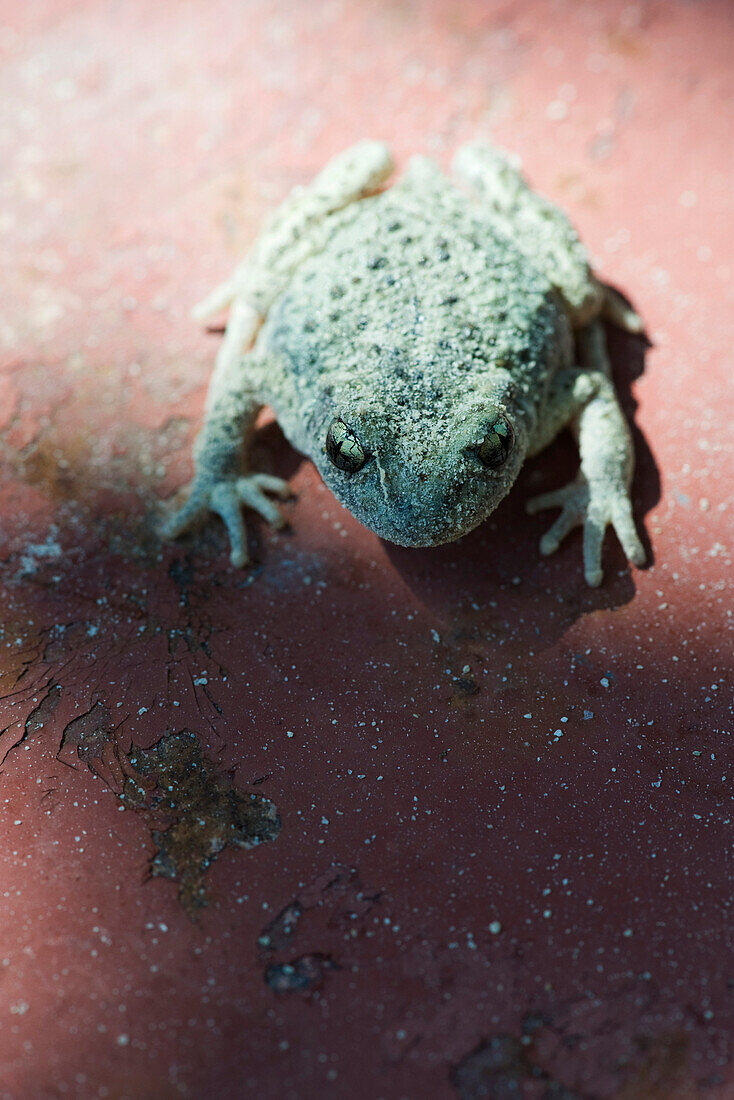 Midwife toad (Alytes obstetricans) on cracked red surface