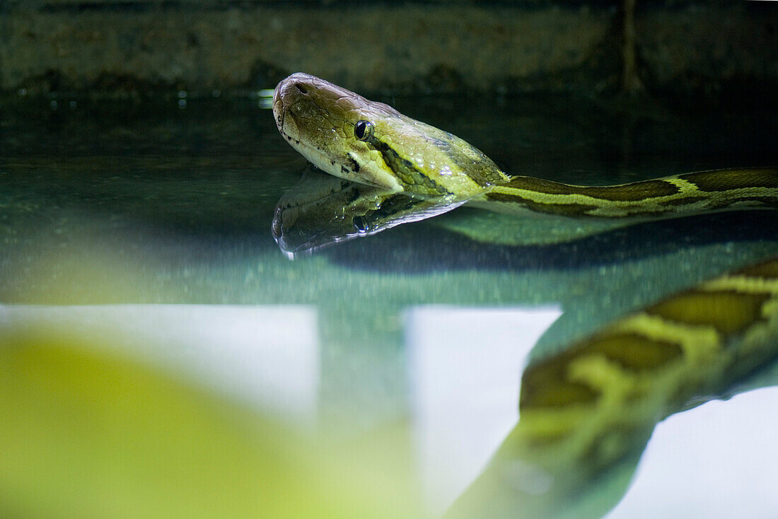 Burmese Python (Python molurus bivittatus)