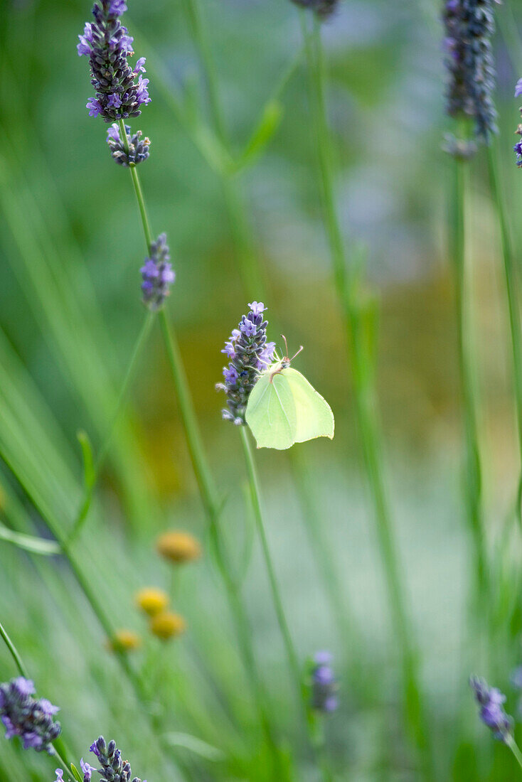 White butterfly on lavender flowers