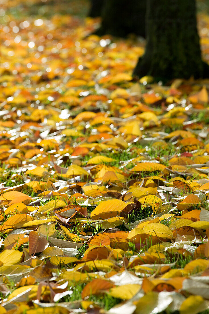 Golden autumn leaves scattered on ground