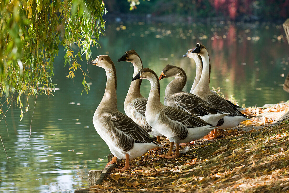 Geese standing at water's edge