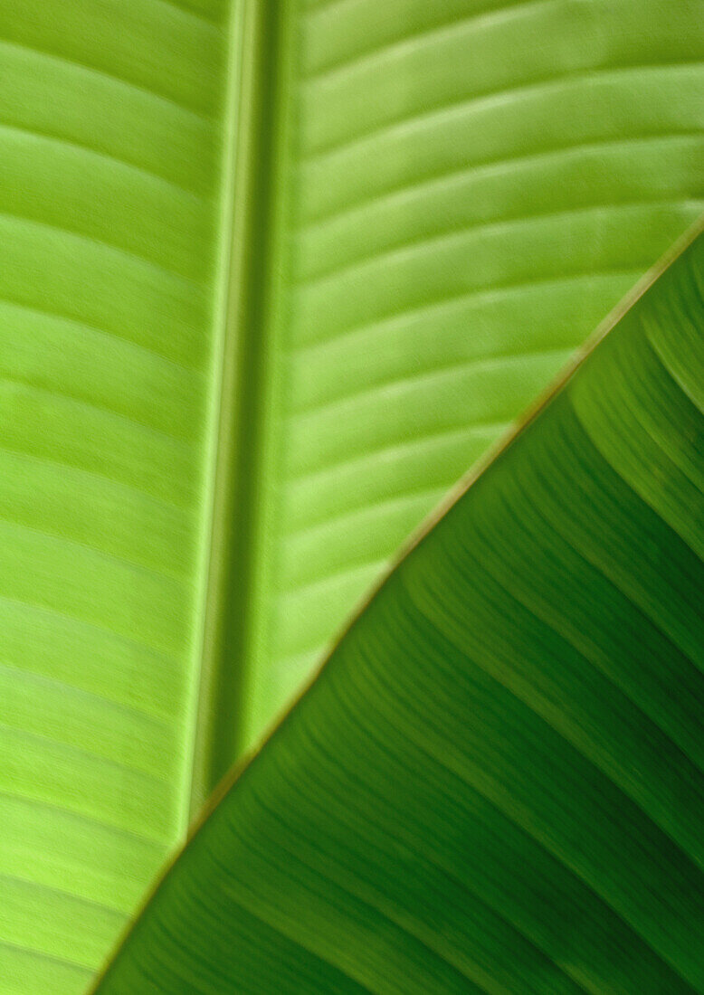 Palm leafs, close-up