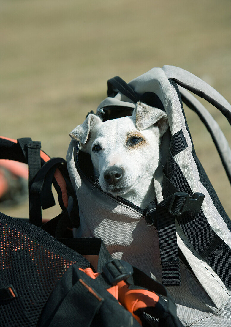 Dog peeking out of backpack