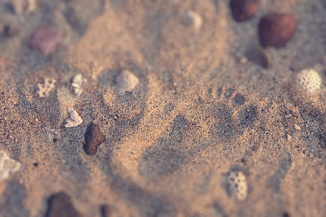 Fußabdruck und Muscheln am Strand, Batanes, Baten Insel, Batanes, Philippinen, Asien