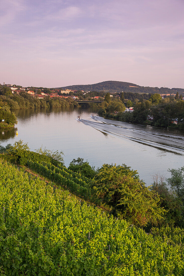 Weinberg am Ufer vom Fluss Main, Aschaffenburg, Franken, Bayern, Deutschland