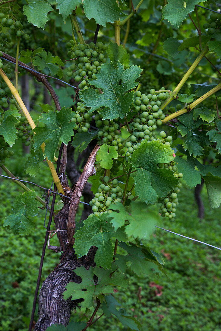 Grapes on a vine in a vineyard near the Main river, Aschaffenburg, Franconia, Bavaria, Germany