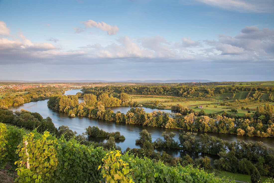 Blick über Weinberg an der Mainschleife vom Fluss Main, nahe Volkach, Franken, Bayern, Deutschland