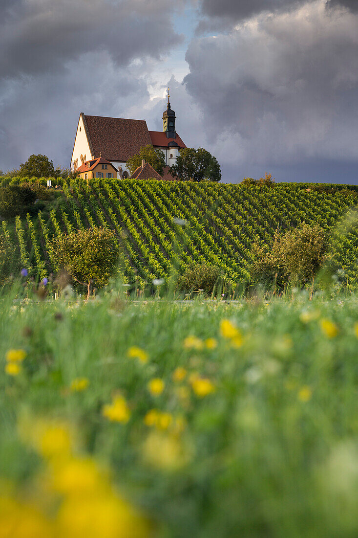 Blick durch eine Blumenwiese auf die Wallfahrtskirche Maria im Weingarten, Volkach, Franken, Bayern, Deutschland