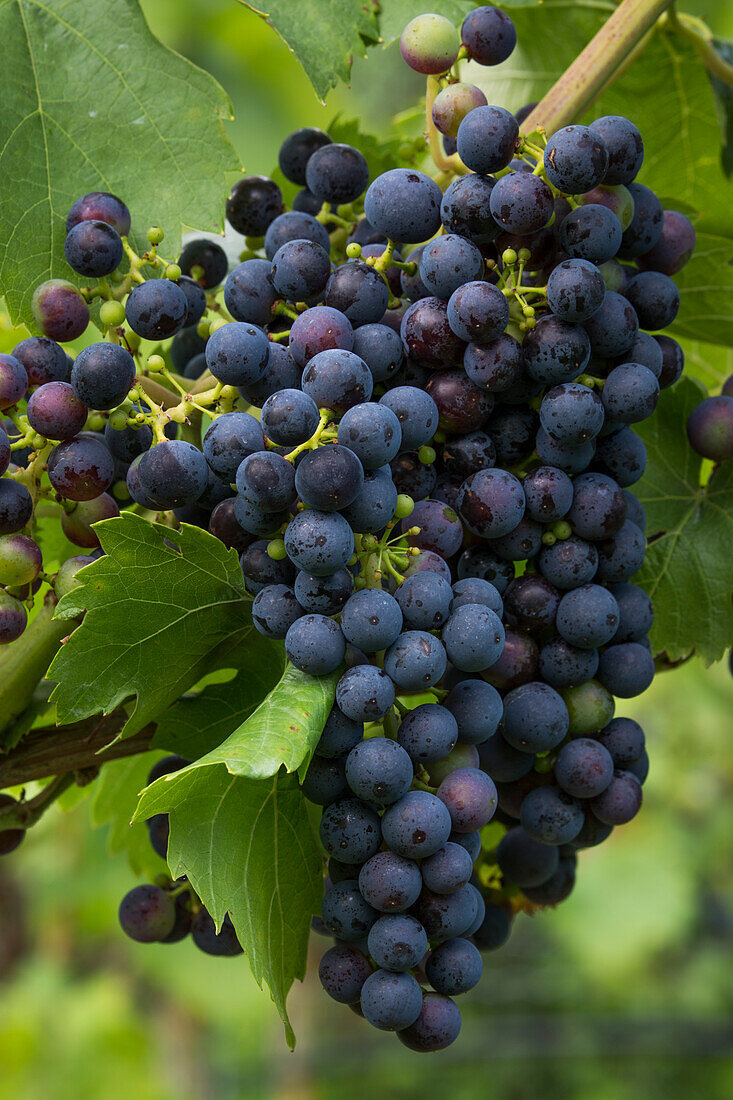 Trauben der Rebsorte Red Regent an Weinreben im Weinberg Sommeracher Katzenkopf, nahe Sommerach, Franken, Bayern, Deutschland