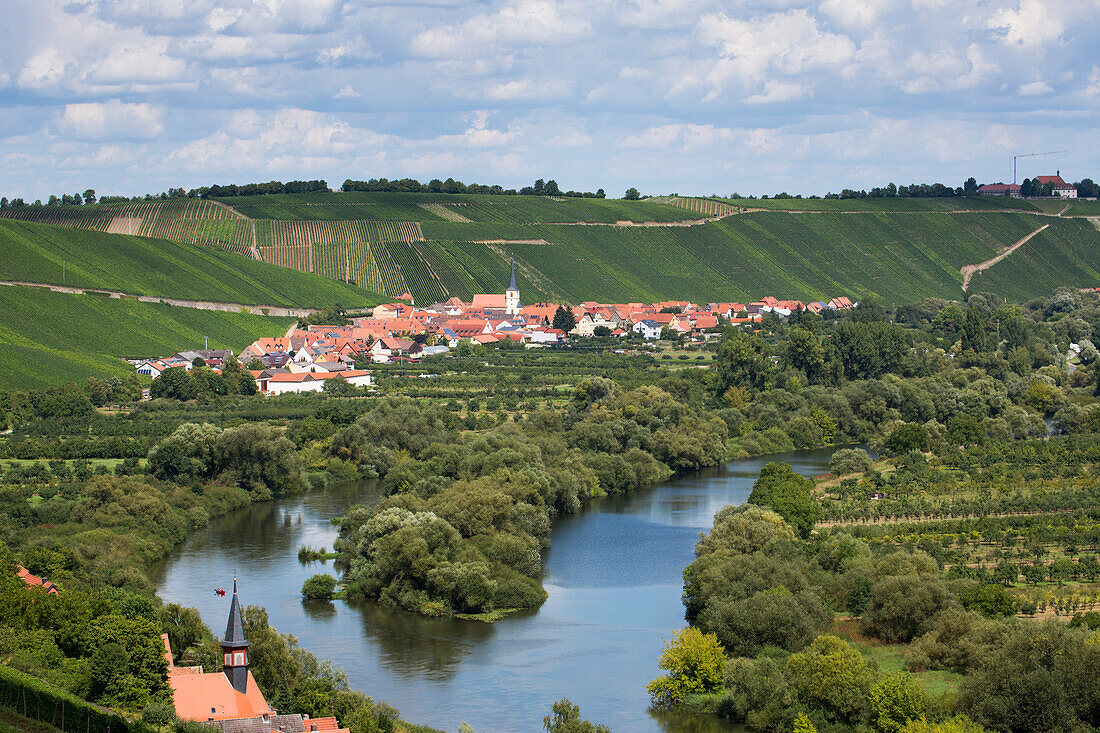 View from Escherndorfer Fuerstenberg vineyard across on Mainschleife of Main river with Koehler and Escherndorf in distance, near Koehler, Franconia, Bavaria, Germany