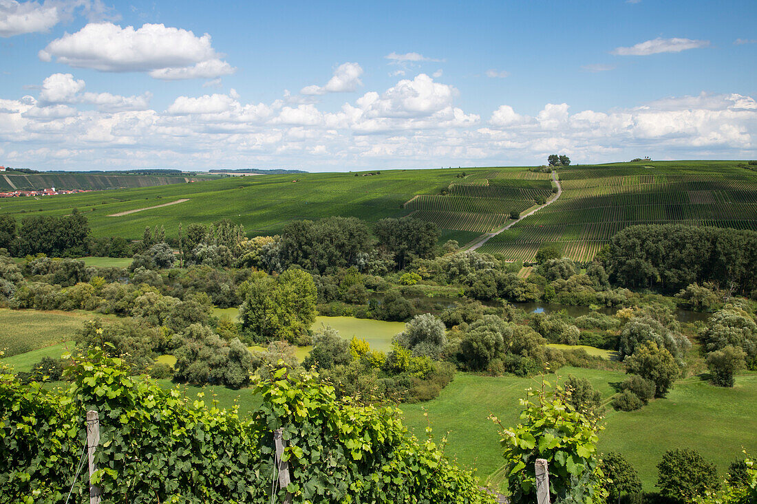 View from Escherndorfer Fuerstenberg vineyard to Nordheimer Voegelein and Sommeracher Katzenkopf vineyards, near Neuses am Berg, Franconia, Bavaria, Germany