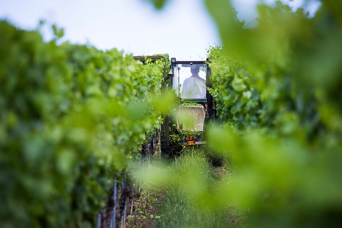 Mann auf Traktor schneidet Blätter von Weinreben am Weinberg Nordheimer Vögelein, nahe Sommerach, Franken, Bayern, Deutschland