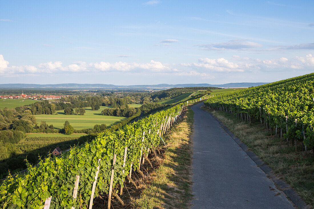 Weg entlang Weinberg Escherndorfer Fürstenberg, nahe Escherndorf, Franken, Bayern, Deutschland