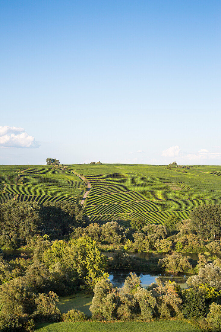 Blick über Mainschleife vom Fluss Main auf die Weinberge Nordheimer Vögelein und Sommeracher Katzenkopf, nahe Escherndorf, Franken, Bayern, Deutschland