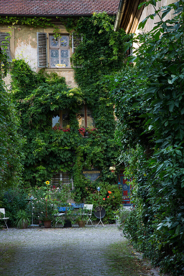 Beautifully overgrown courtyard, Frickenhausen, near Ochsenfurt, Franconia, Bavaria, Germany