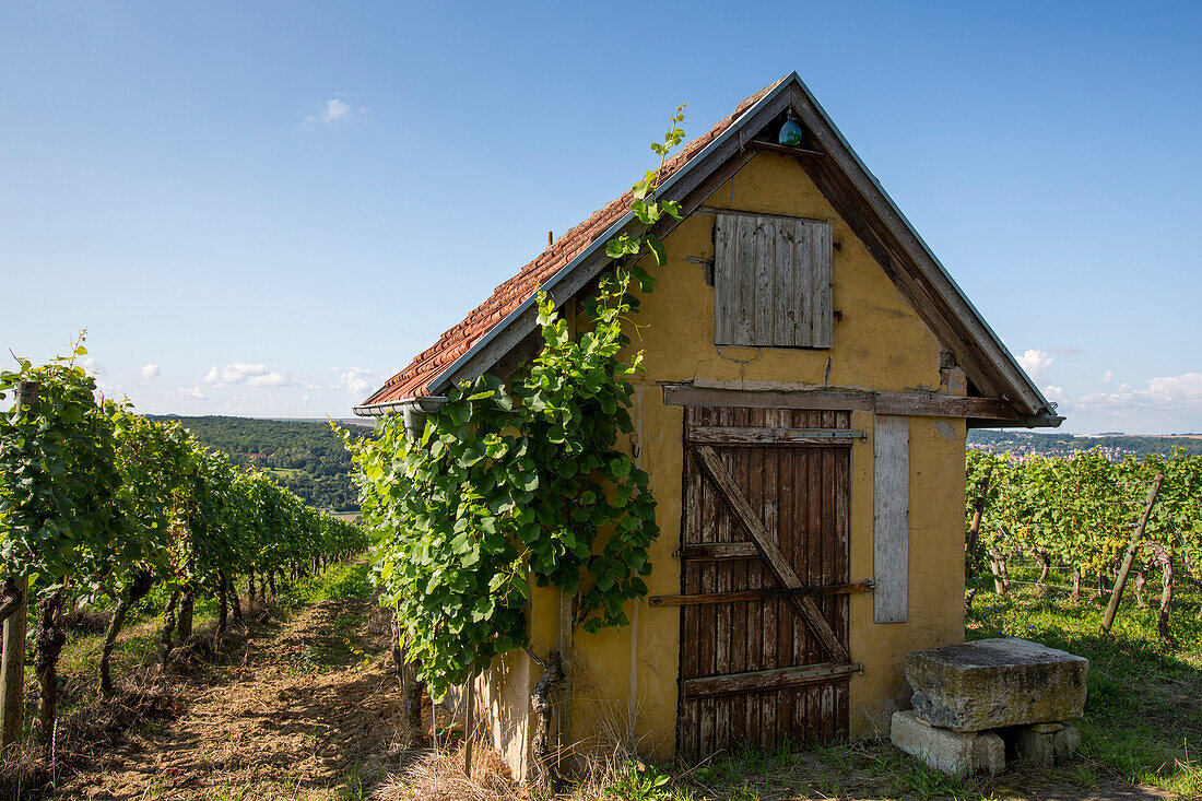 Hut and vines in Kapellenberg vineyard, Frickenhausen, near Ochsenfurt, Franconia, Bavaria, Germany