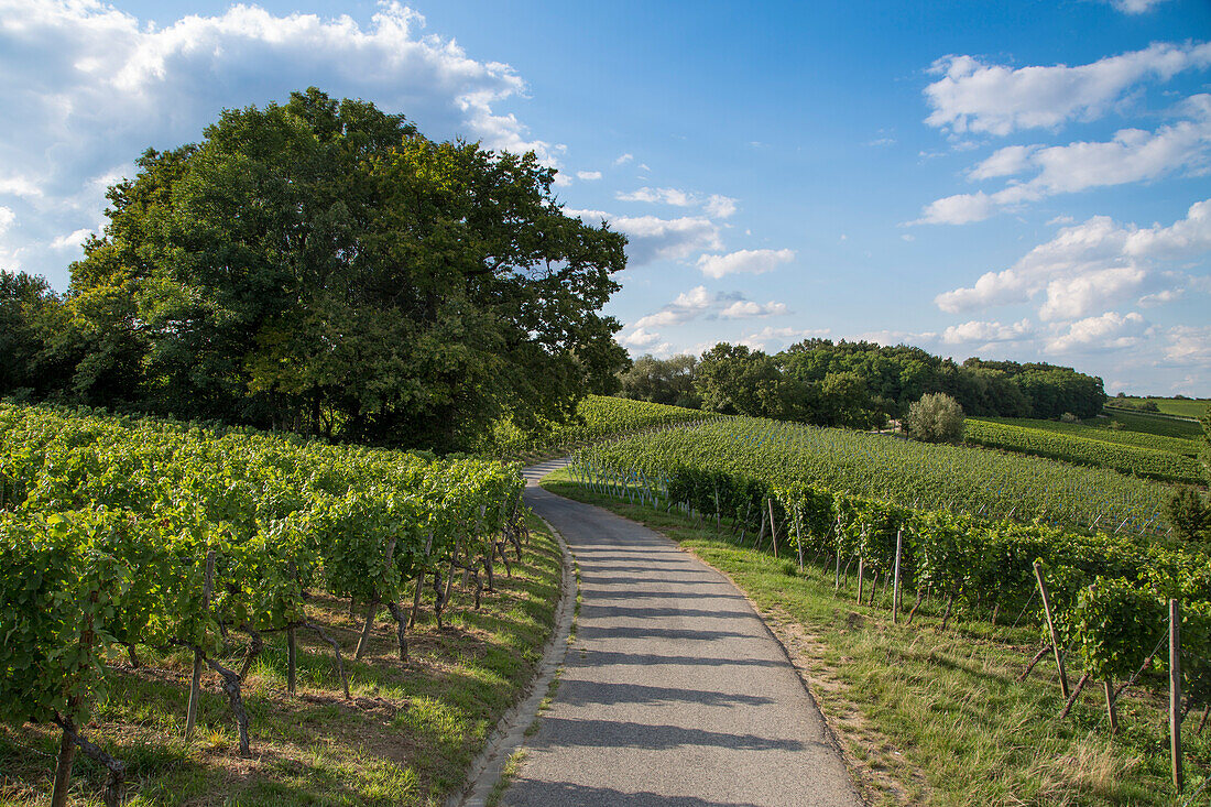 Path through vineyard, Sulzfeld am Main, near Kitzingen, Franconia, Bavaria, Germany