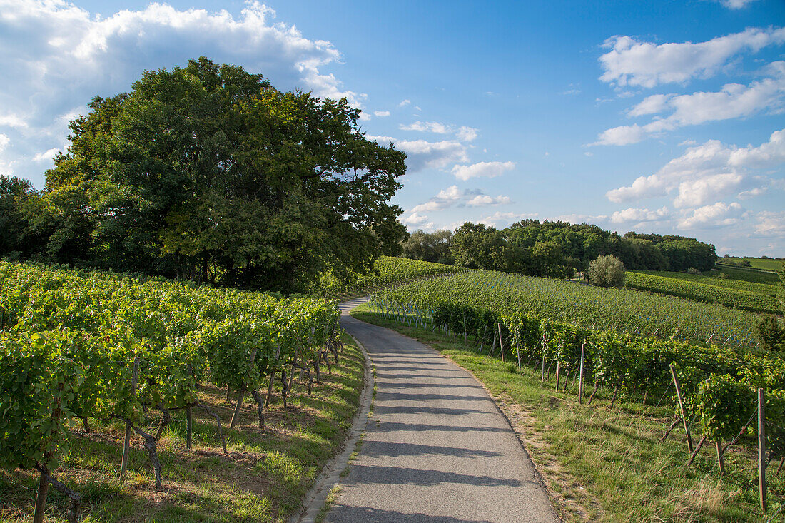 Weg durch Weinberg Maustal, Sulzfeld am Main, nahe Kitzingen, Franken, Bayern, Deutschland