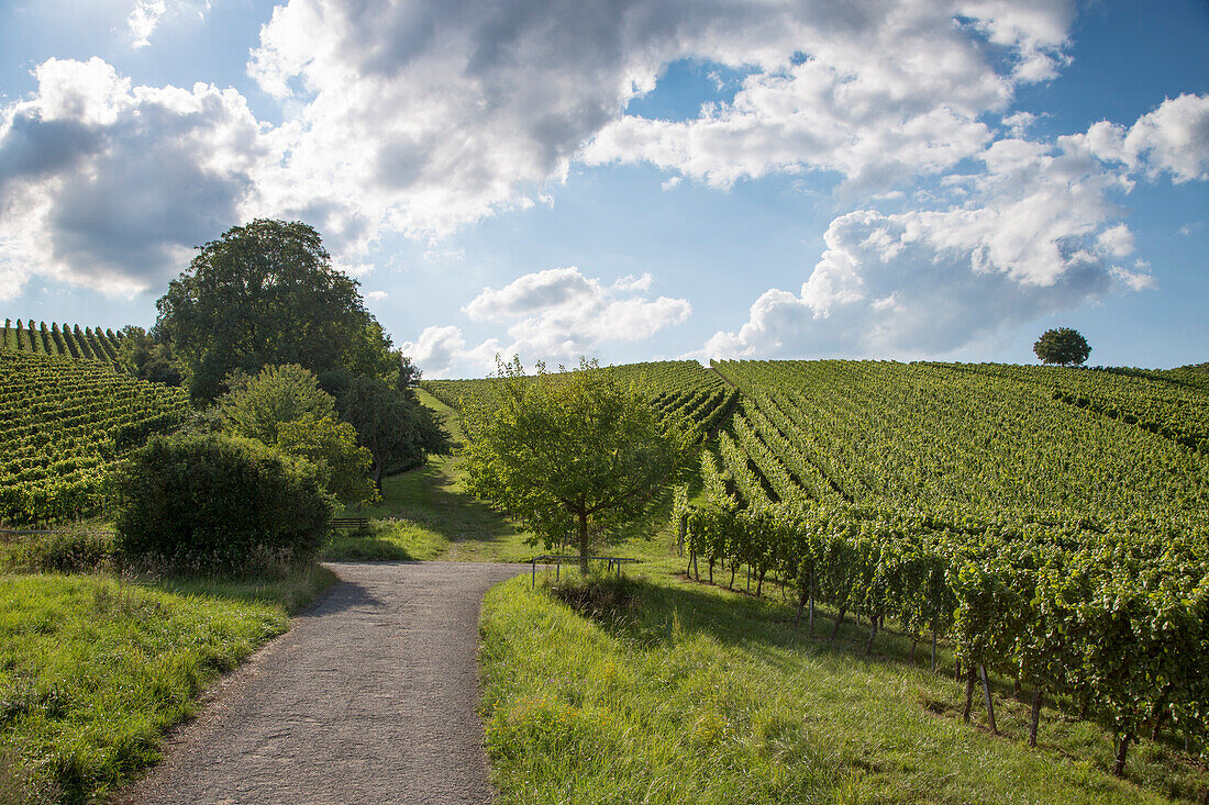 Path through Maustal vineyard, Sulzfeld am Main, near Kitzingen, Franconia, Bavaria, Germany