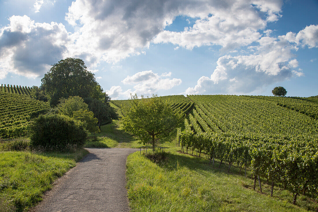 Weg durch Weinberg Maustal, Sulzfeld am Main, nahe Kitzingen, Franken, Bayern, Deutschland