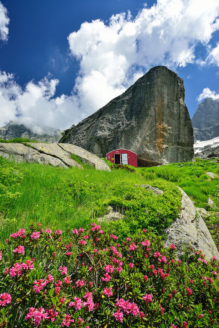 Alpenrosen mit roter Biwakschachtel im Hintergrund, Lombardei, Italien
